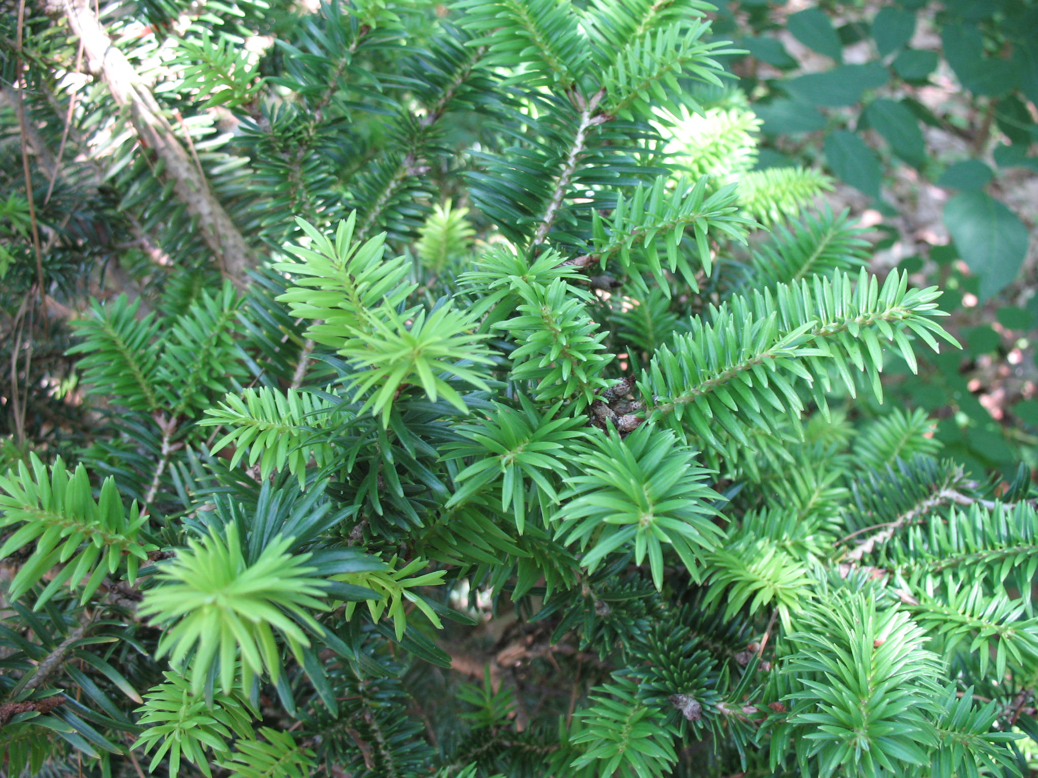 Fokienia hodginsii  / Fujian Cypress