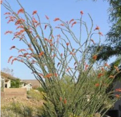 Fouquieria splendens / Ocotillo