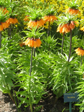 Fritillaria imperialis / Fritillaria imperialis