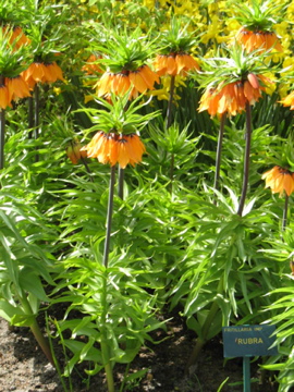 Fritillaria imperialis / Crown imperial, Kaiser's Crown