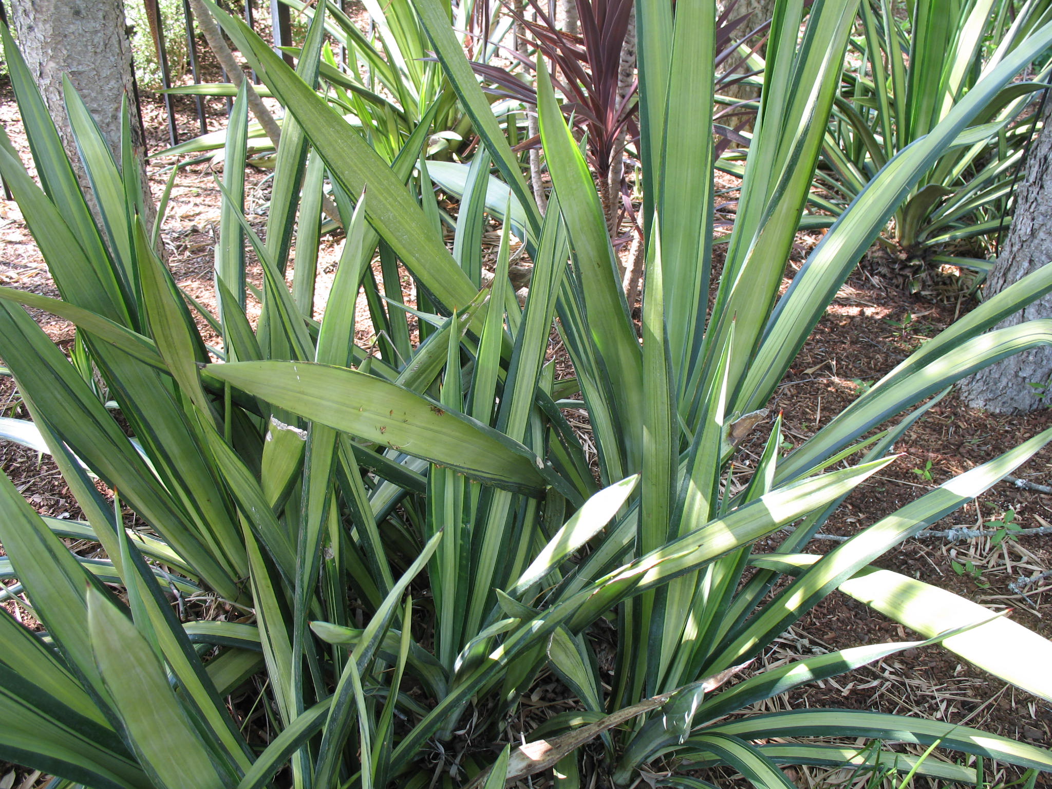 Furcraea foetida / Furcraea foetida