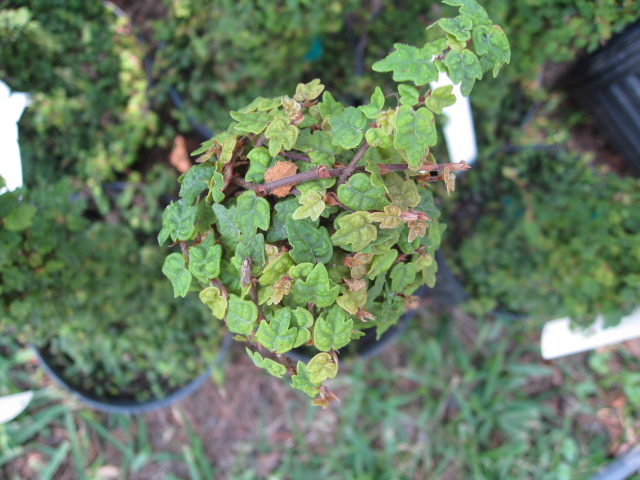 Ficus pumila  'Quercifolia' / Ficus pumila  'Quercifolia'