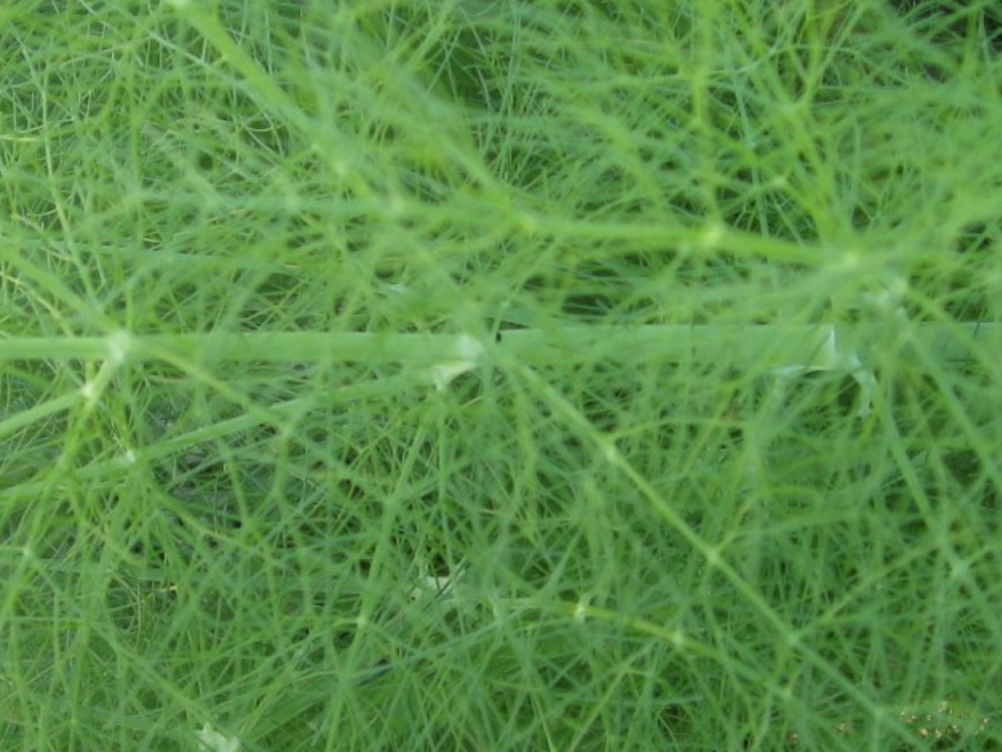 Foeniculum vulgare / Foeniculum vulgare