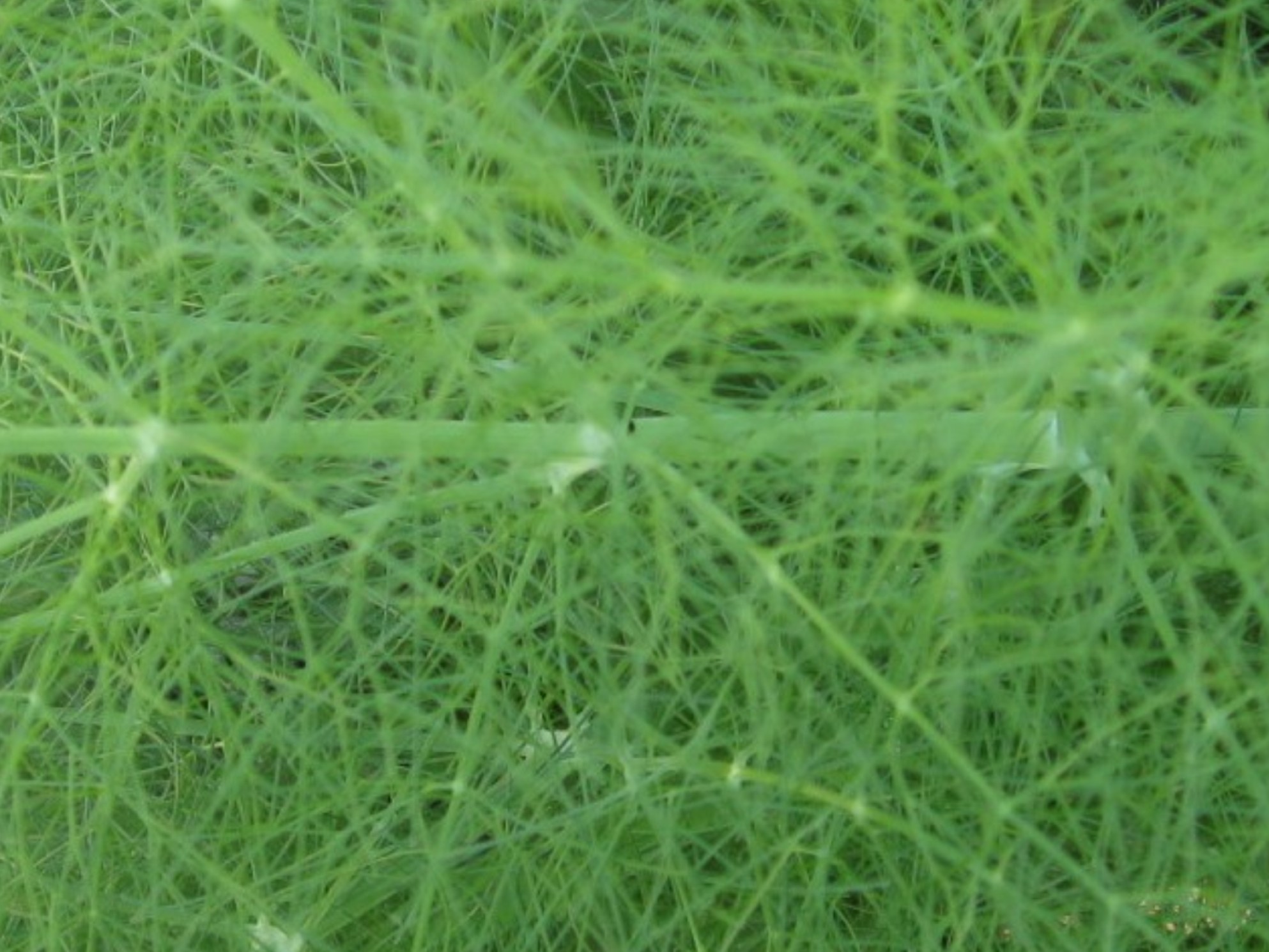 Foeniculum vulgare / Fennel