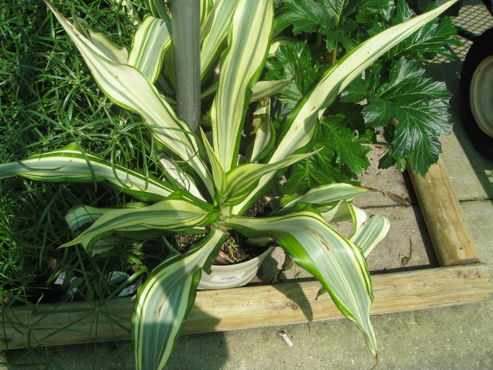 Furcraea foetida 'Variegata' / Furcraea foetida 'Variegata'