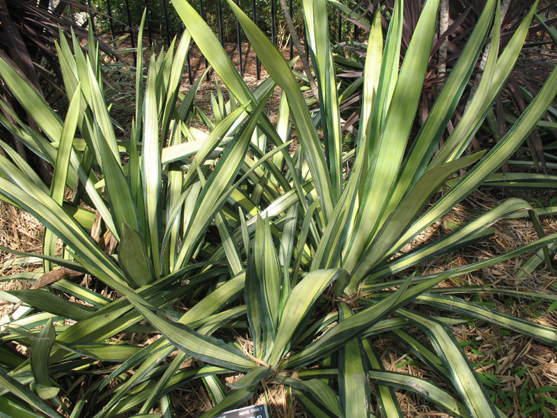 Furcraea foetida 'Mediopicta'   / Furcraea foetida 'Mediopicta'  