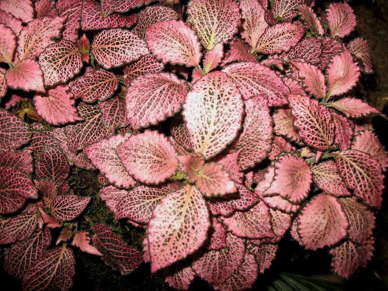 Fittonia albivenis  / Mosaic Plant