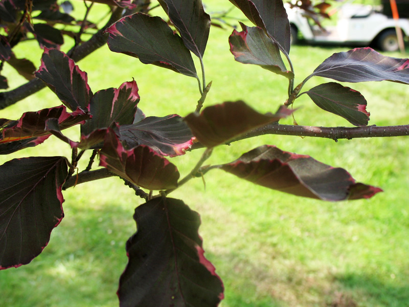 Fagus sylvatica 'Purpurea Tricolor'   / Tricolor European Beech