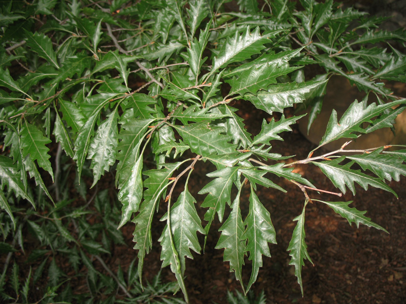 Fagus sylvatica 'Laciniata'   / Cut-leaf Beech