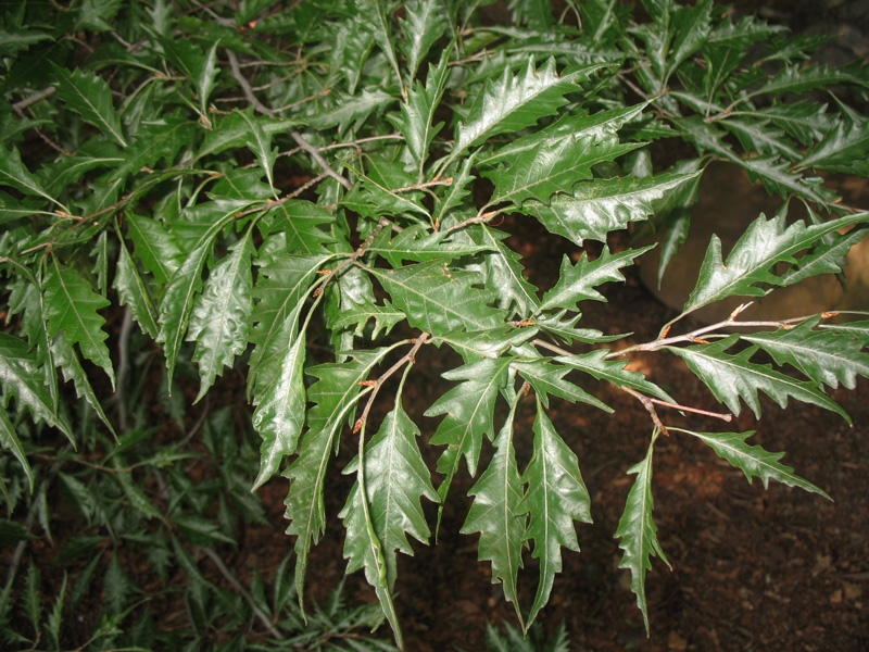 Fagus sylvatica 'Laciniata'   / Fagus sylvatica 'Laciniata'  