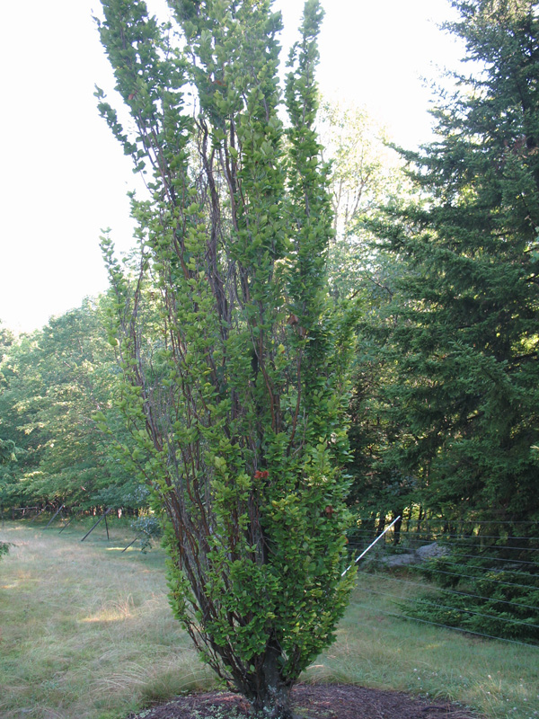 Fagus sylvatica 'Fastigiata   / Fagus sylvatica 'Fastigiata  