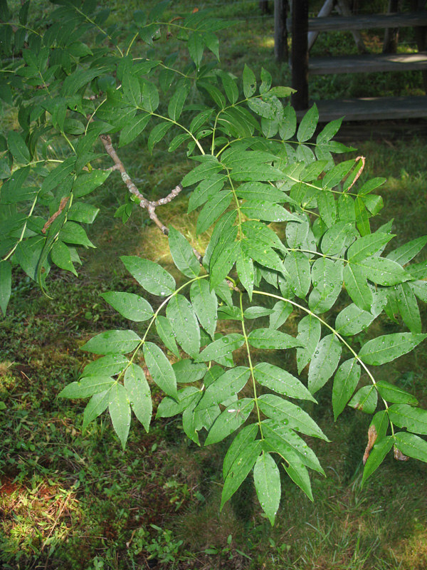 Fraxinus excelsior   / Common European Ash