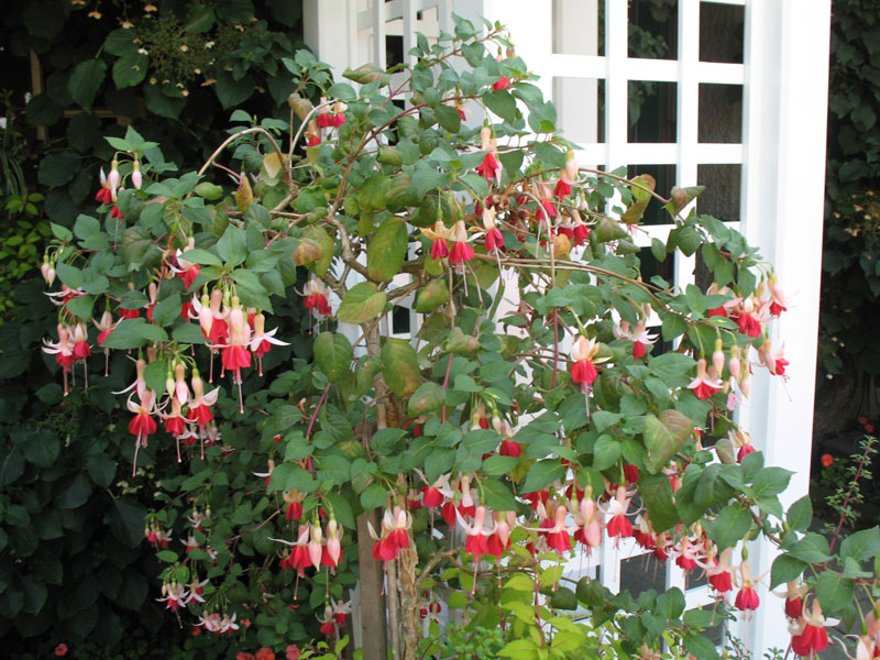 Fuchsia species / Fuchsia