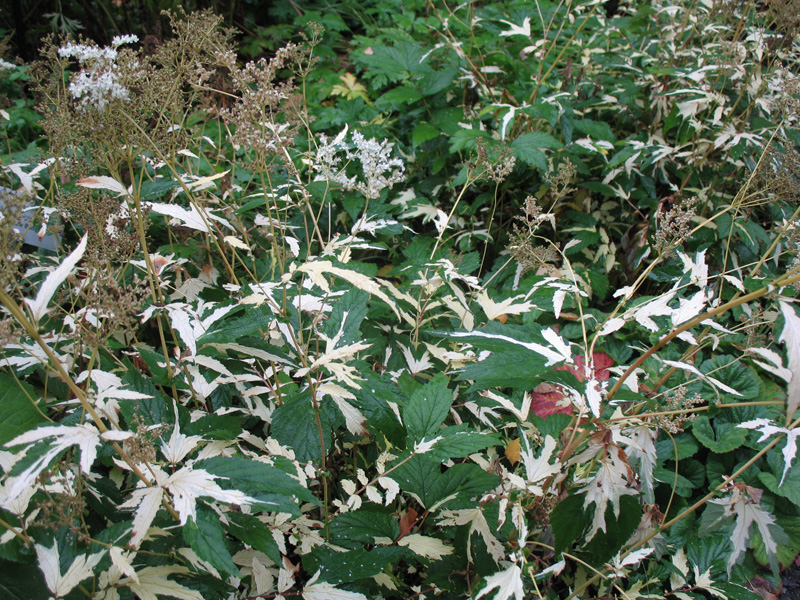 Filpendula ulmaria 'Variegata'  / Variegated Meadowsweet