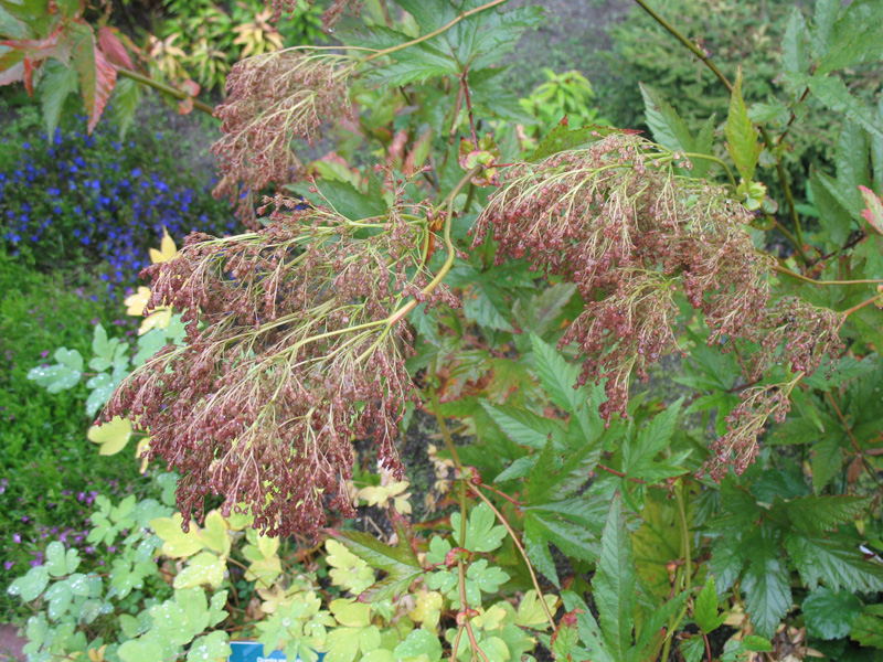 Filipendula rubra 'Venustra'   / Filipendula rubra 'Venustra'  