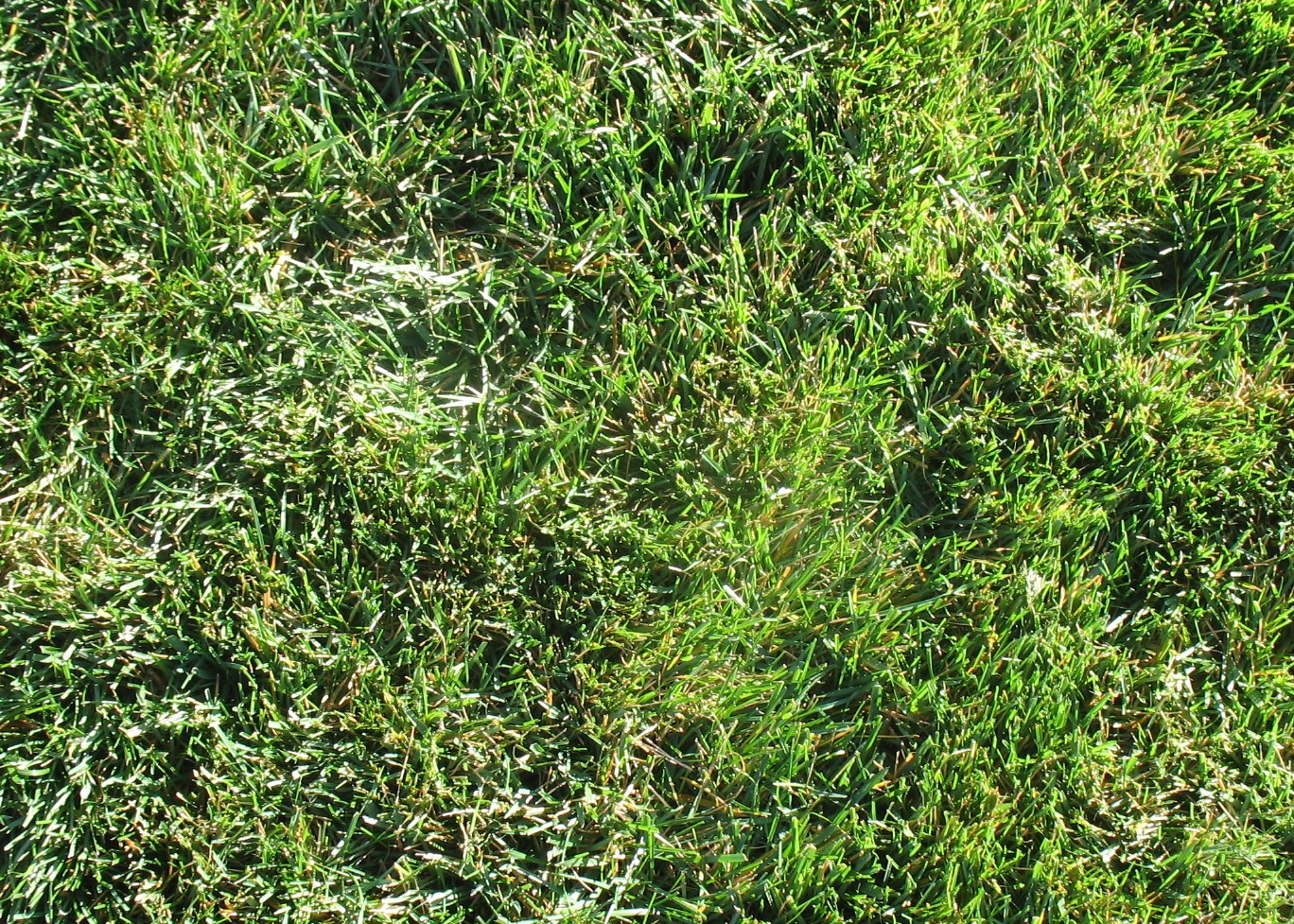 Festuca / Spring River Turf Mix Fescue turf