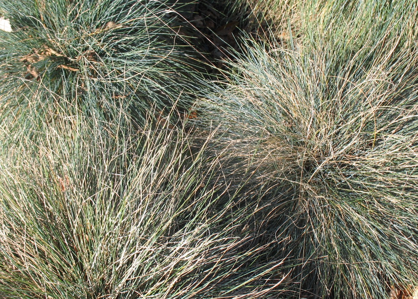 Festuca glauca 'Elijah's Blue' / 'Elijah Blue' Fescue