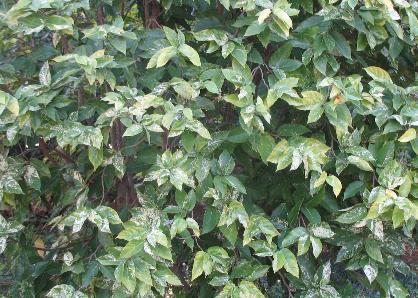 Ficus aspera 'Parcelli' / Florida Strangler Fig, Mosaic Clown Fig