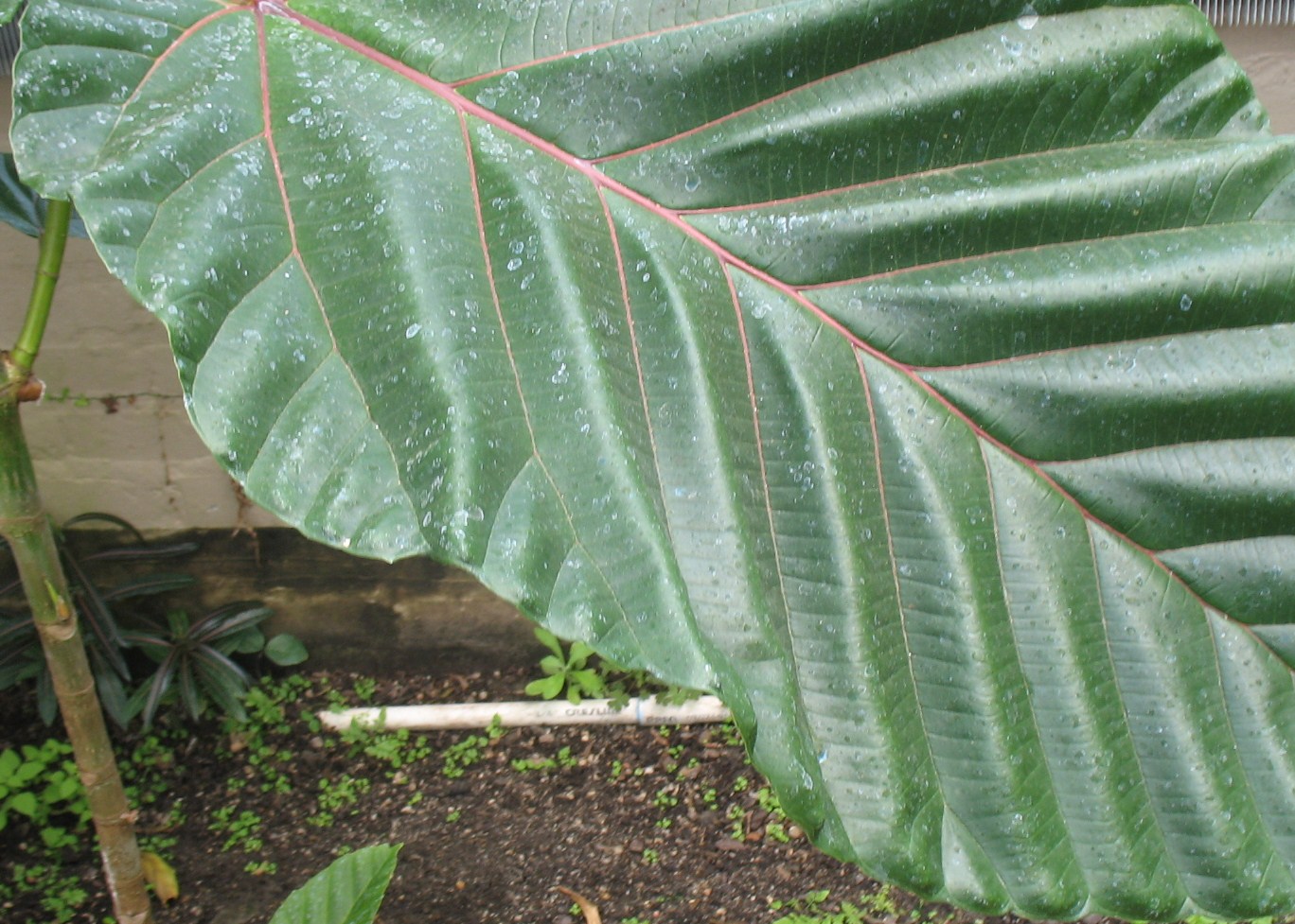 Ficus dammaropsis / Highland Breadfruit Tree, Dinner Plate fig