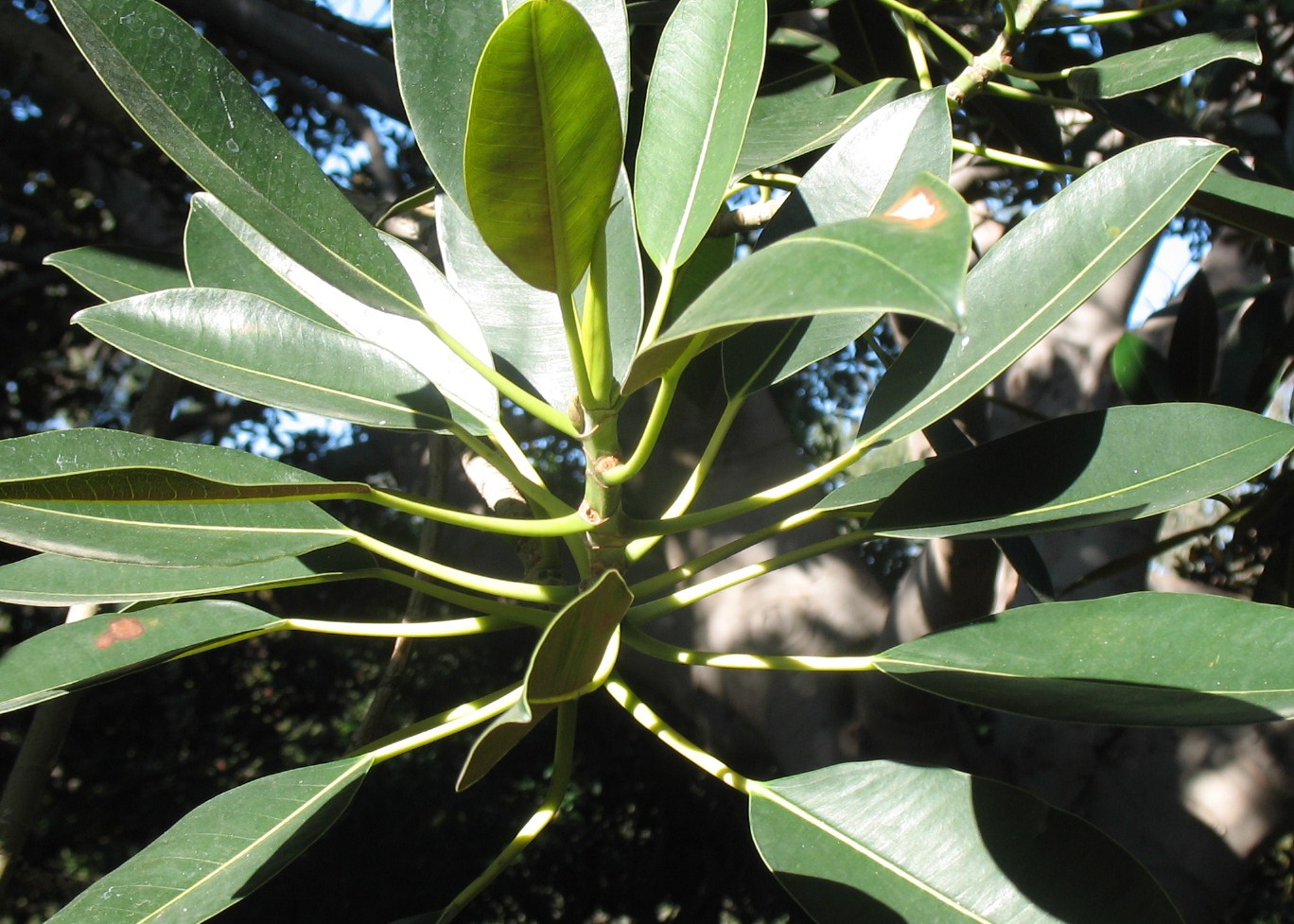 Ficus macrophylla / Ficus macrophylla