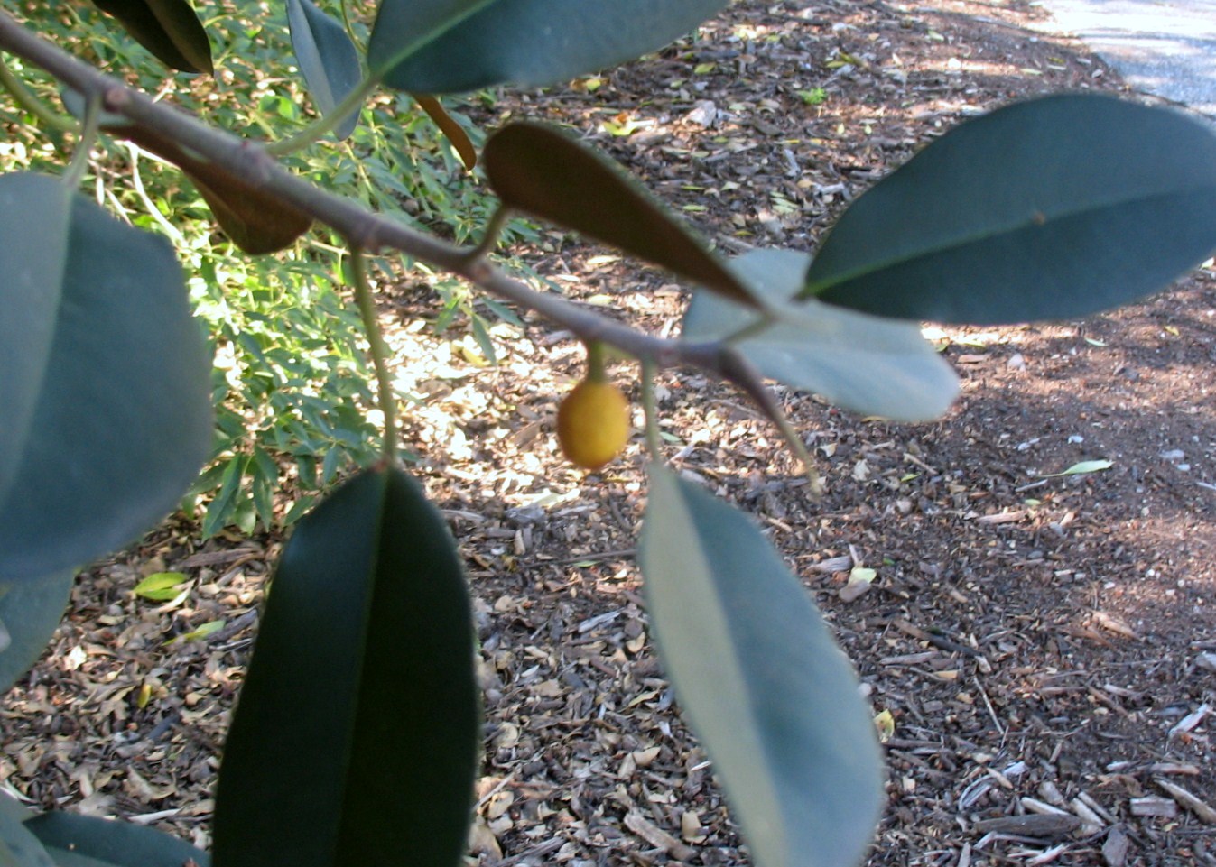 Ficus rubiginosa / Port Jackson Fig, Rusty-leaf Fig, Little Leaf Fig