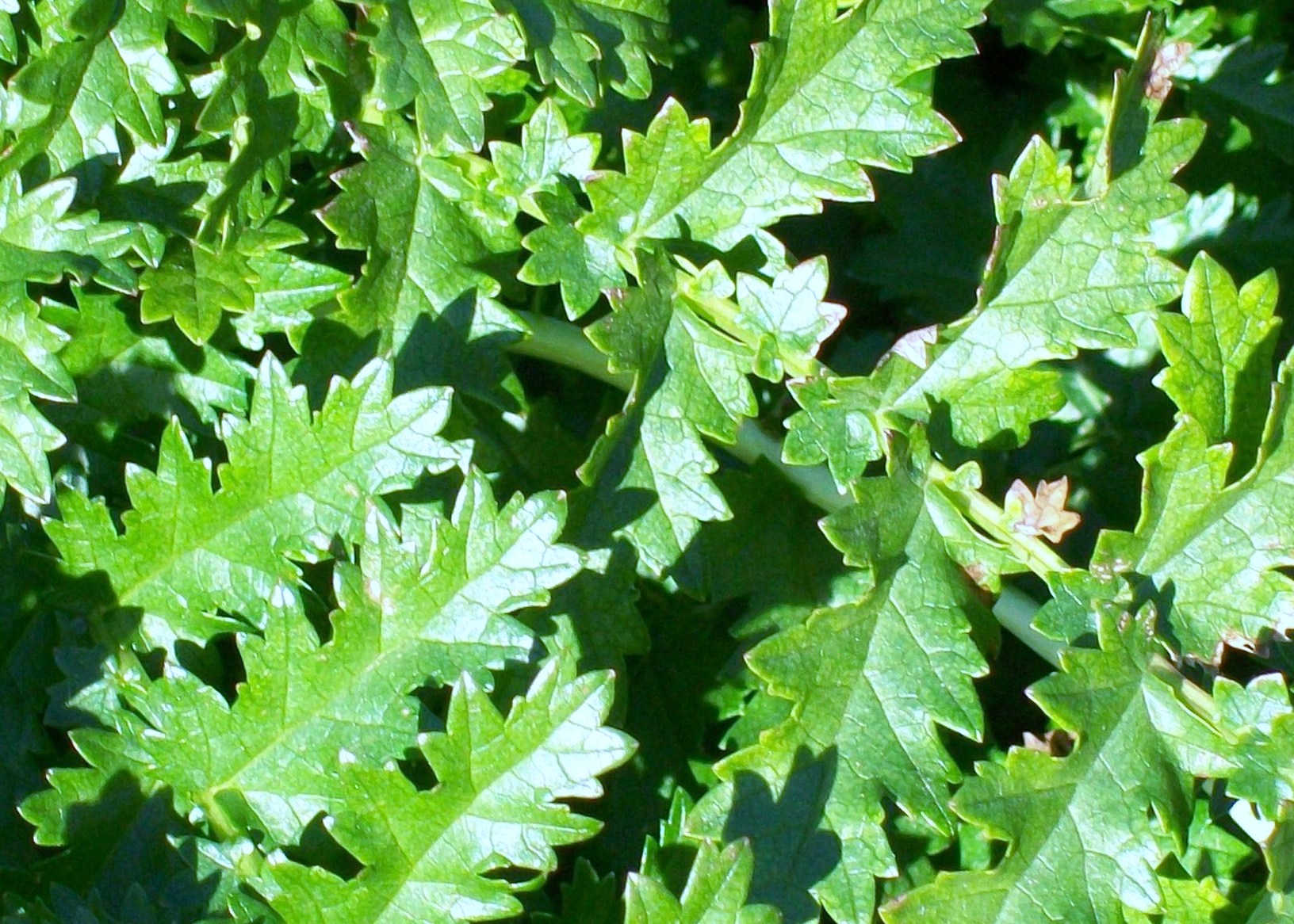 Filipendula vulgaris (hexapetala) 'Flore Pleno' / Meadowsweet, Dropwort