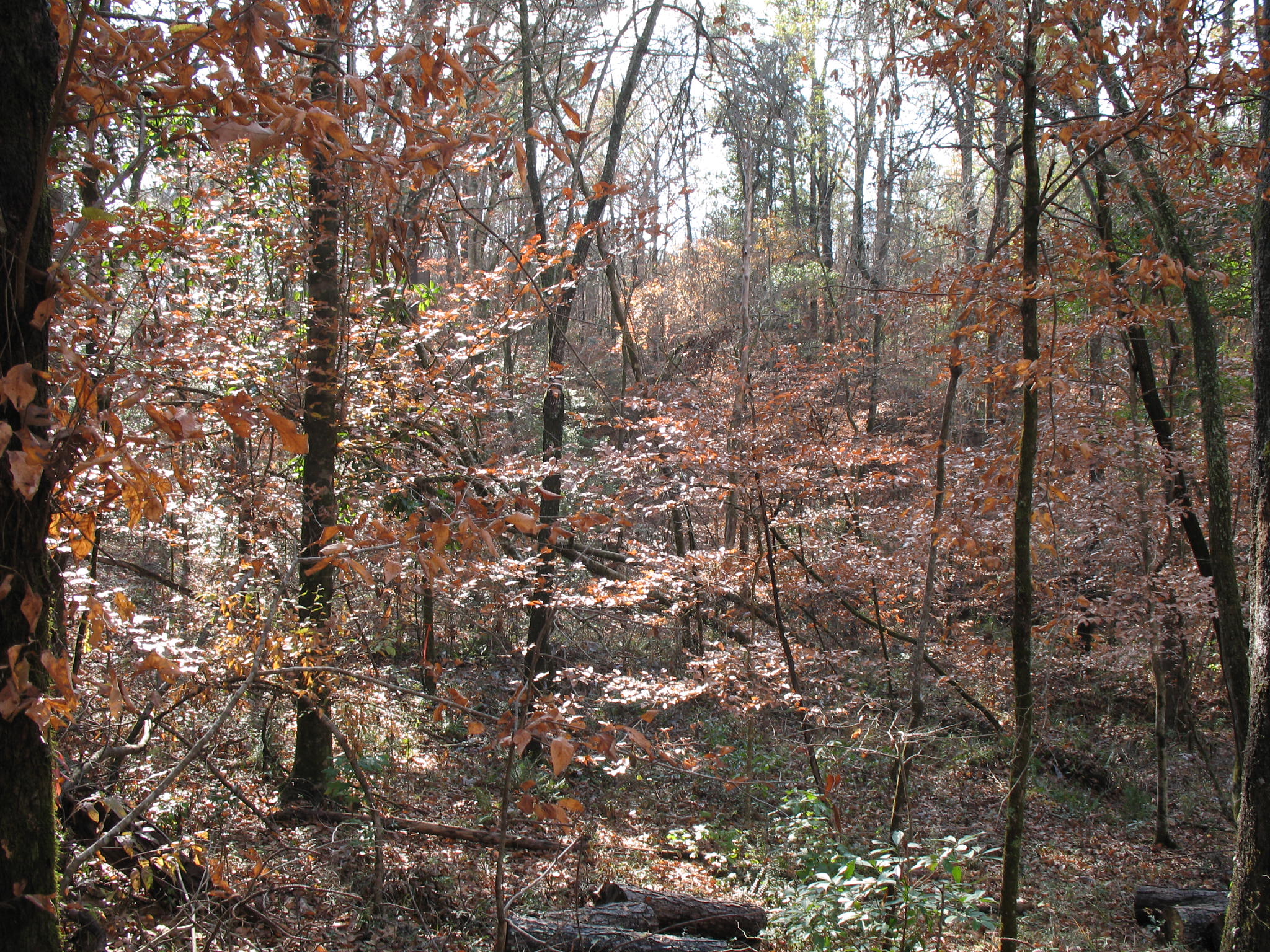 Fagus grandifolia / Fagus grandifolia