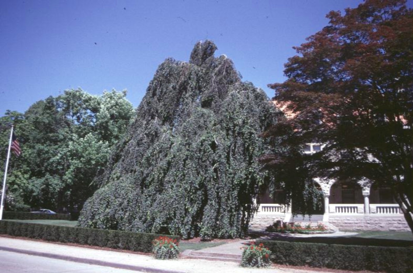 Fagus sylvatica 'Pendula'  / Green Weeping European Beech