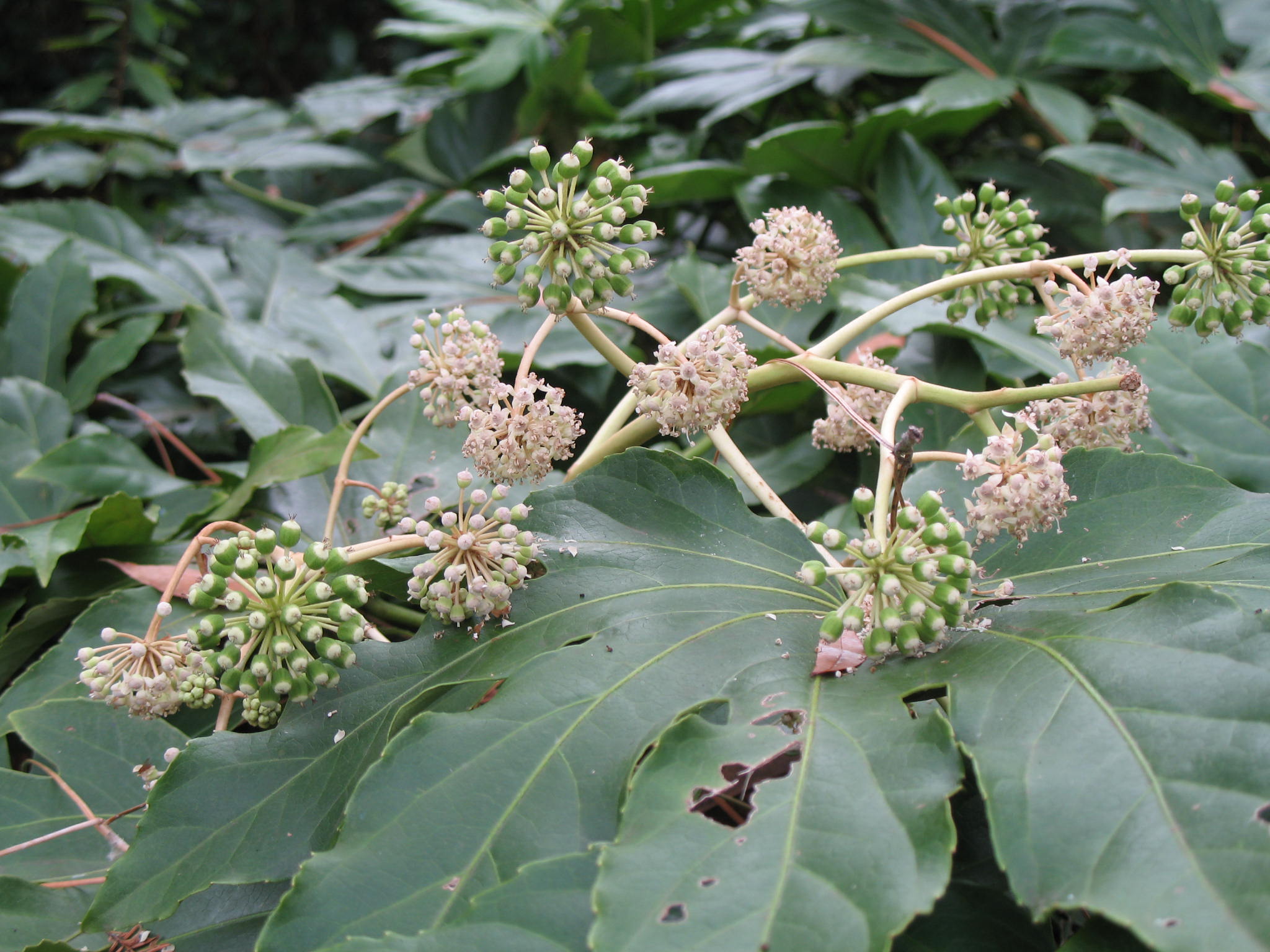 Fatsia japonica / Fatsia japonica