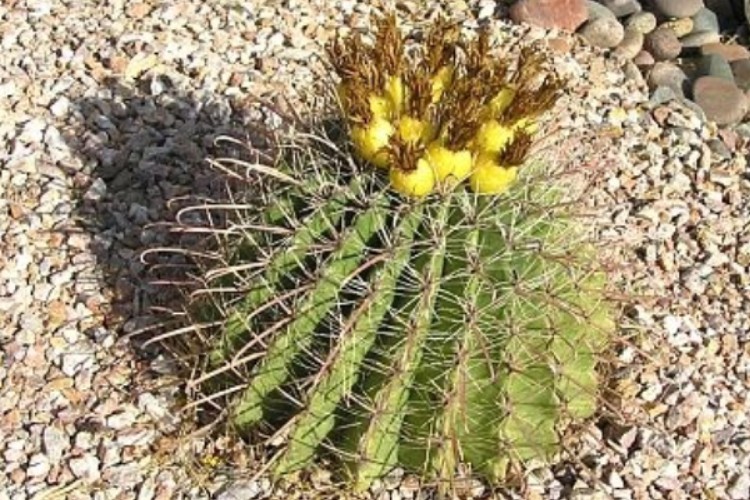 Ferocactus wislizenii  / Fishhook barrel cactus