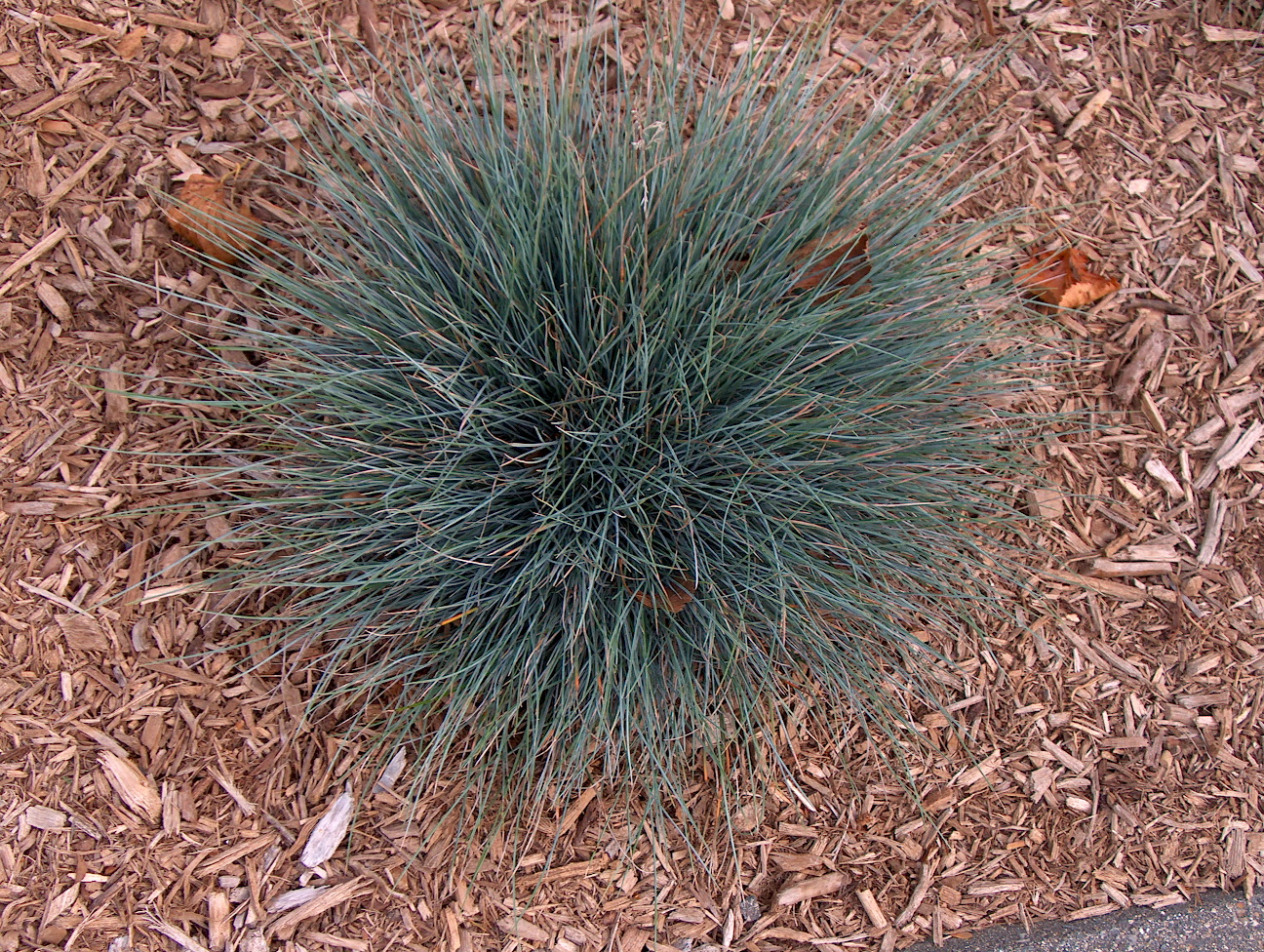 Festuca glauca / Blue Fescue