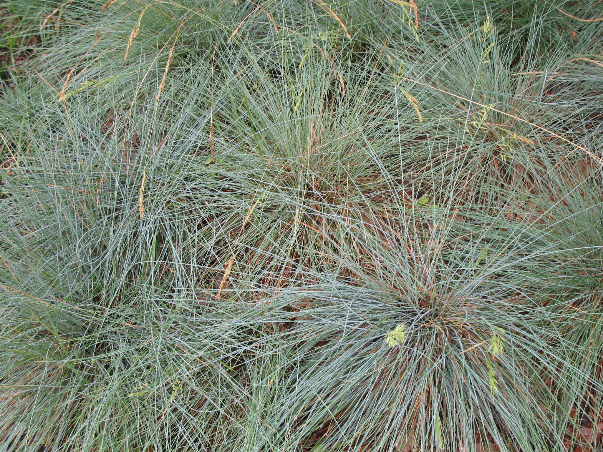 Festuca ovina glauca / Blue Fescue Grass