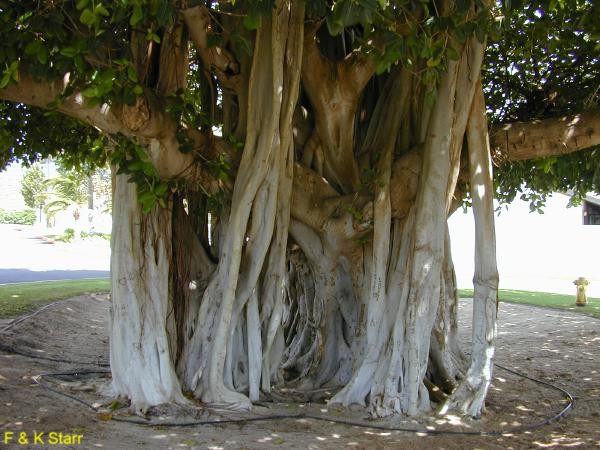Ficus benghalensis / Ficus benghalensis