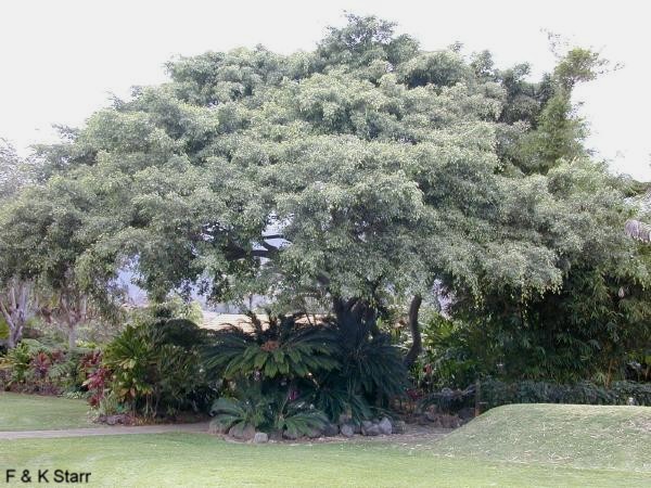Ficus benjamina / Weeping Fig