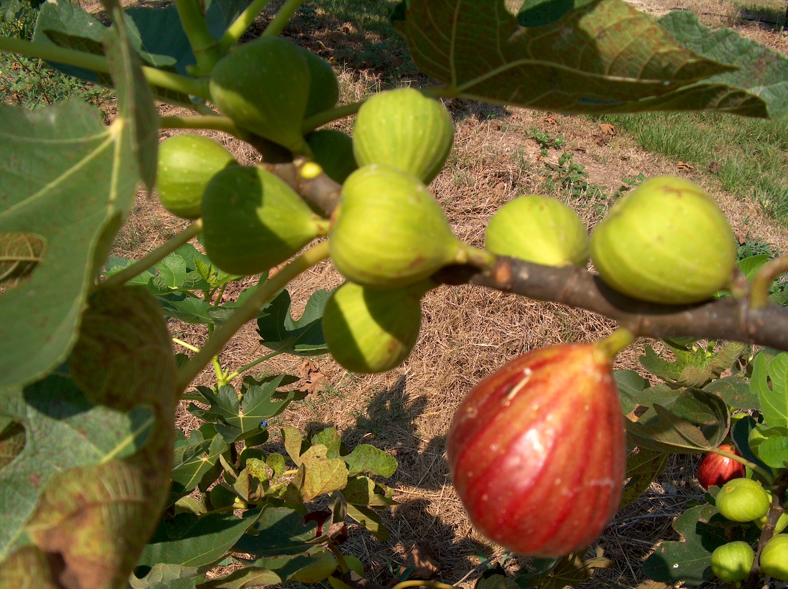 Ficus carica 'California Brown Turkey'   / Ficus carica 'California Brown Turkey'  