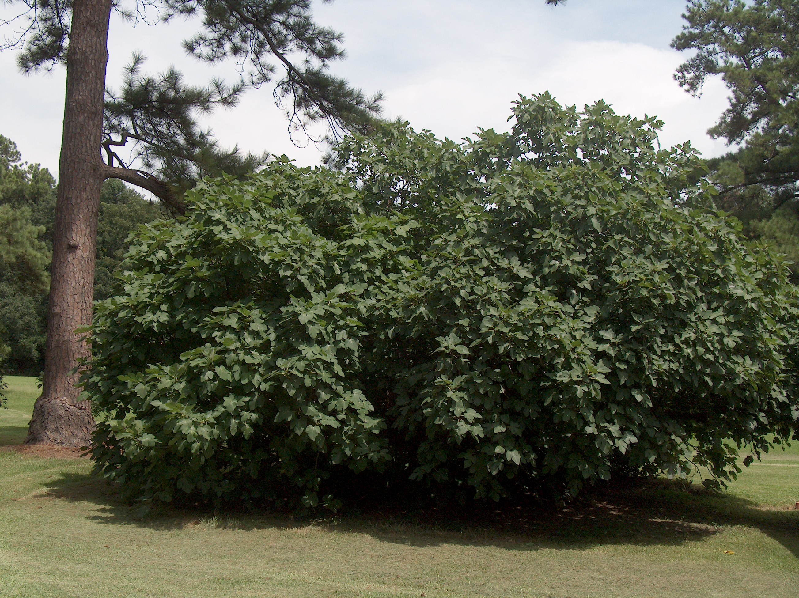 Ficus carica 'Celeste'   / Celeste Fig