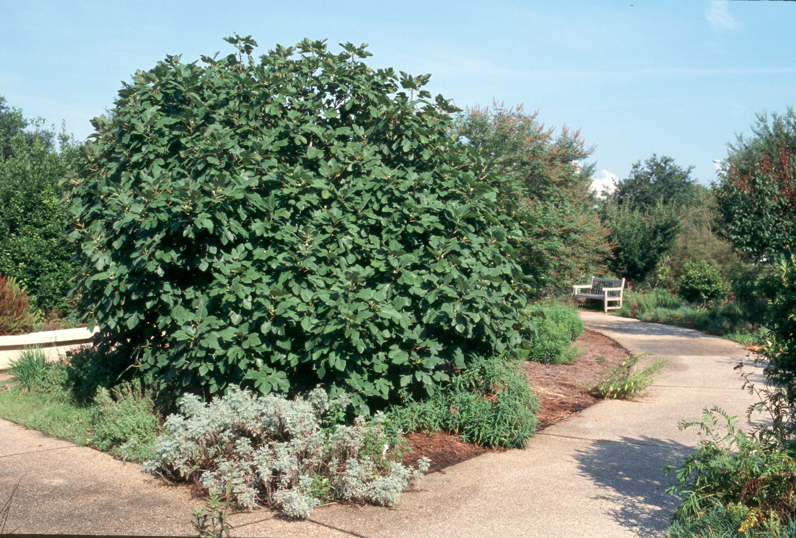 Ficus carica  / Common Fig