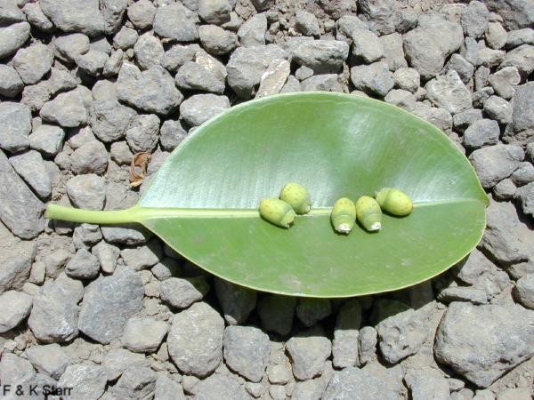 Ficus elastica / Rubber Plant
