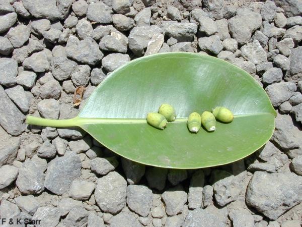 Ficus elastica / Ficus elastica