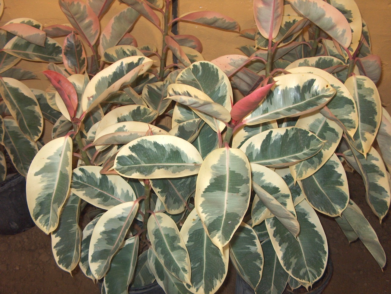 Ficus elastica ‘Variegata’   / Variegated Rubber Plant