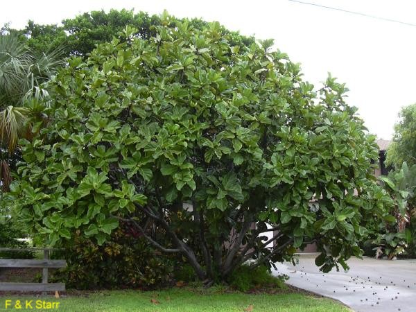 Ficus lyrata / Fiddle-Leaf Fig