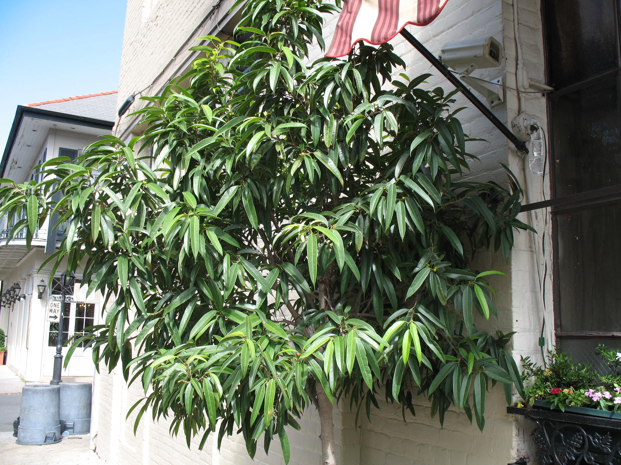 Ficus binnendijkii 'Alii' / Ficus binnendijkii 'Alii'