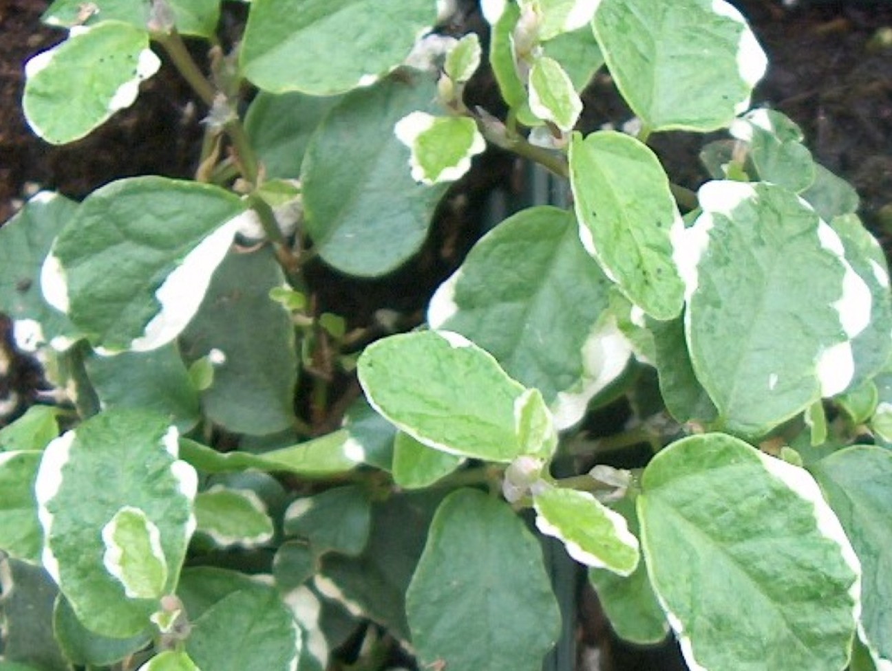 Ficus pumila 'Variegata'  / Variegated Fig Vine