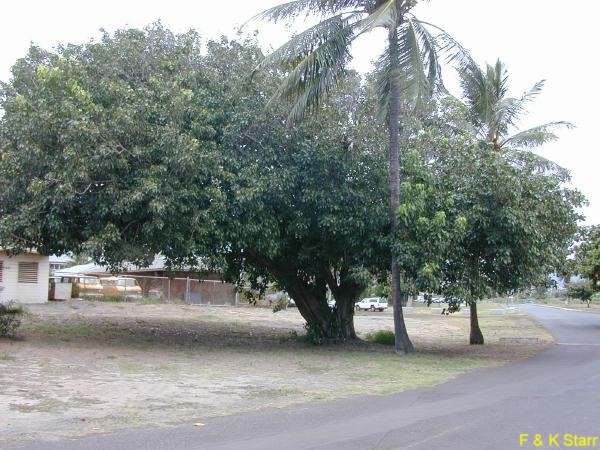 Ficus religiosa / Bodhi Tree