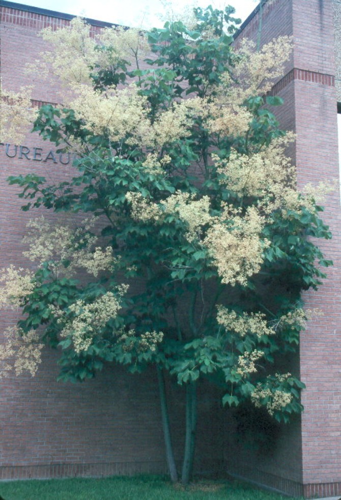 Firmiana simplex  / Chinese Parasol Tree