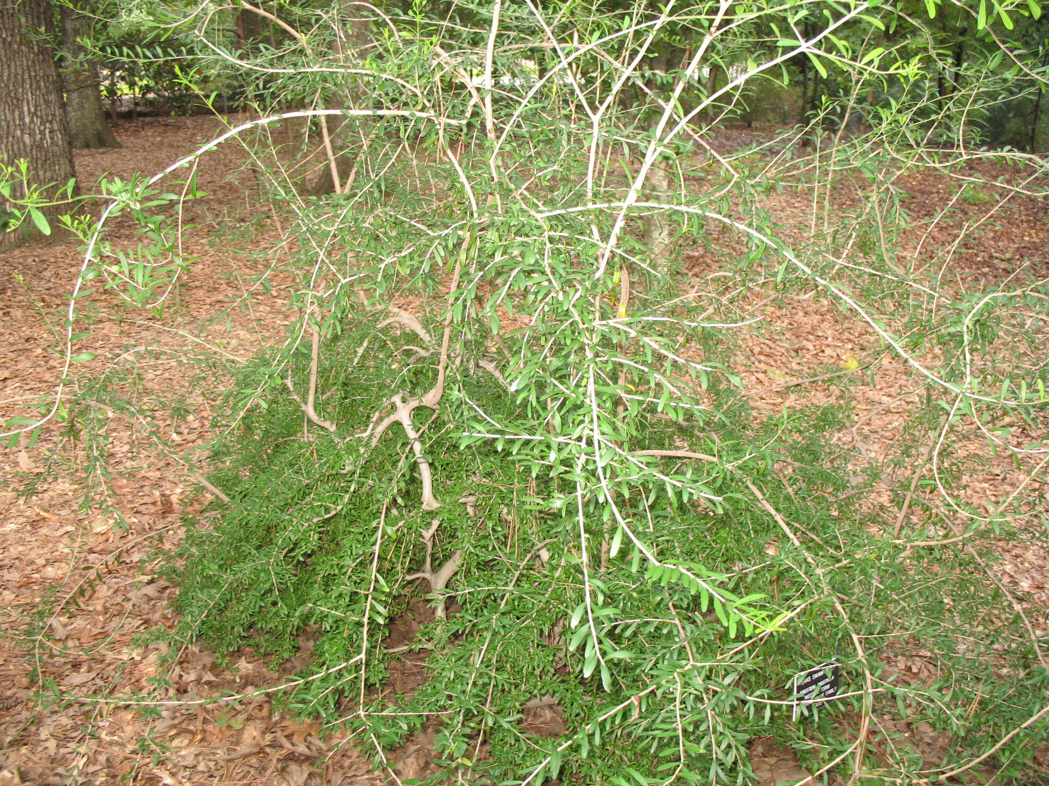 Forestiera angustifolia 'Pendula'   / Texas Weeping Swamp Privet