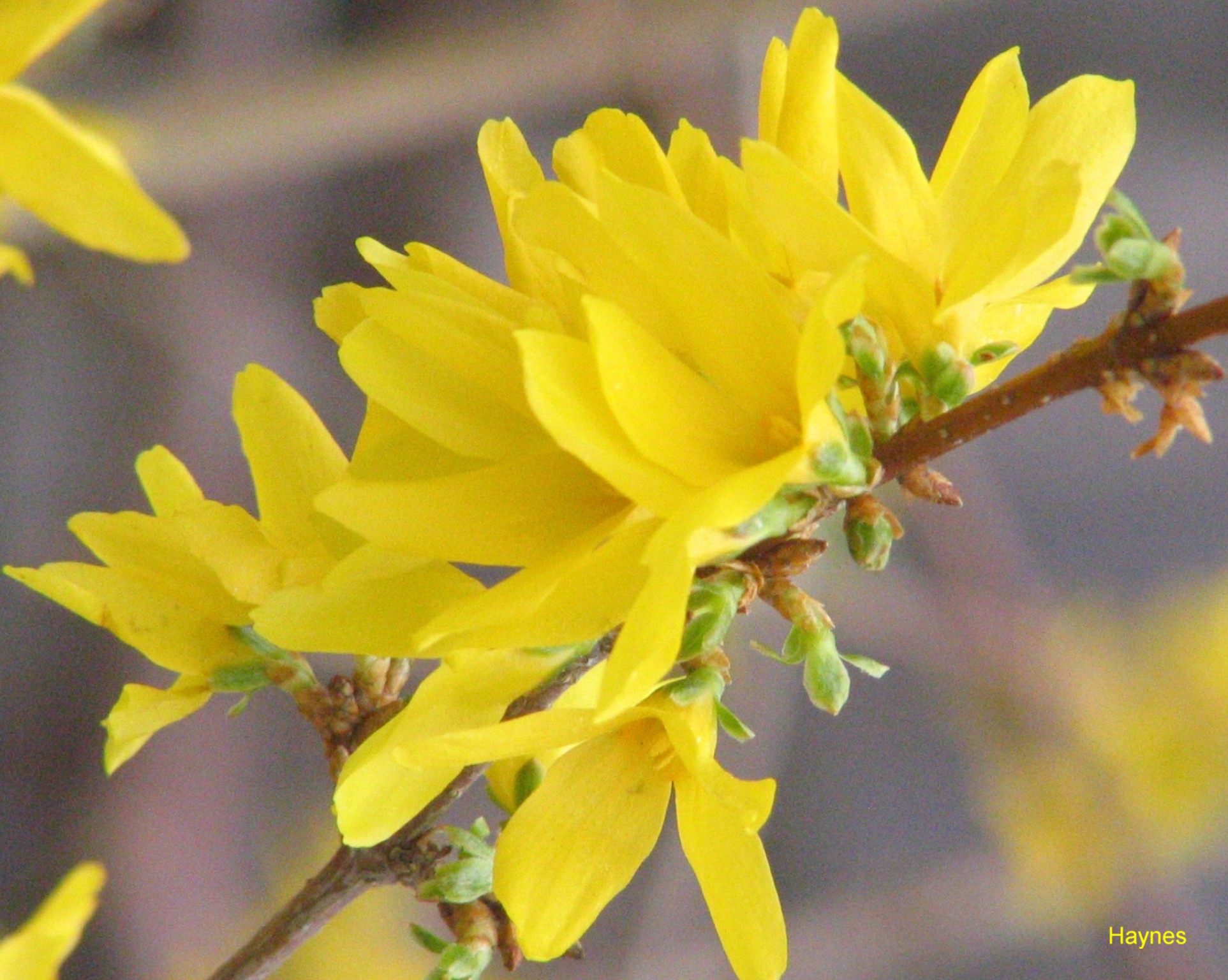 Forsythia x intermedia / Forsythia