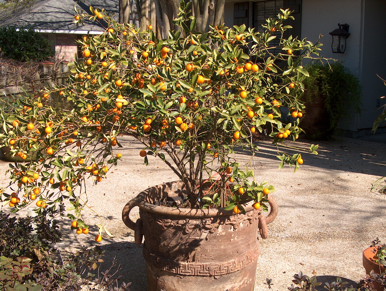 Fortunella japonica / Kumquat