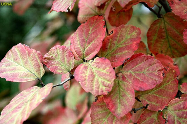 Fothergilla gardenii / Dwarf Fothergilla