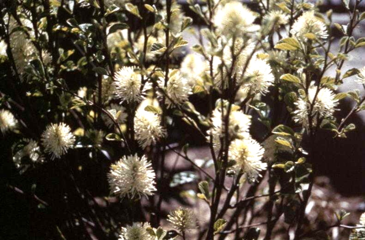 Fothergilla major / Fothergilla major